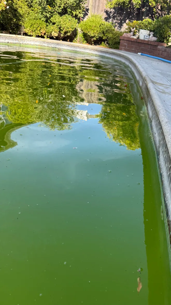 Pool full of green algae-affected water before acid wash in Huntington Beach, CA